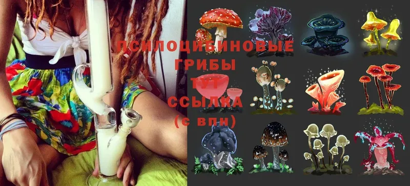 Псилоцибиновые грибы Psilocybine cubensis  Дзержинский 